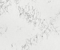 Unique-Bianco-M